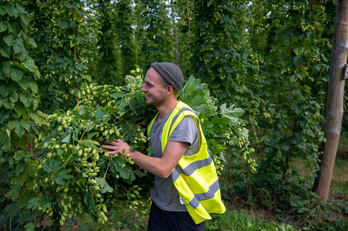 brookhousehops's tweet photo. Thanks to the hundreds of brewers who came to our hop walks last week. We were blessed by the weather, the hops look and smell amazing, and your kind feedback and support will help us continue to produce the very best hops we can. Cheers! 🍻
#harvest2022 #britishhops https://t.co/MyctryHH5x