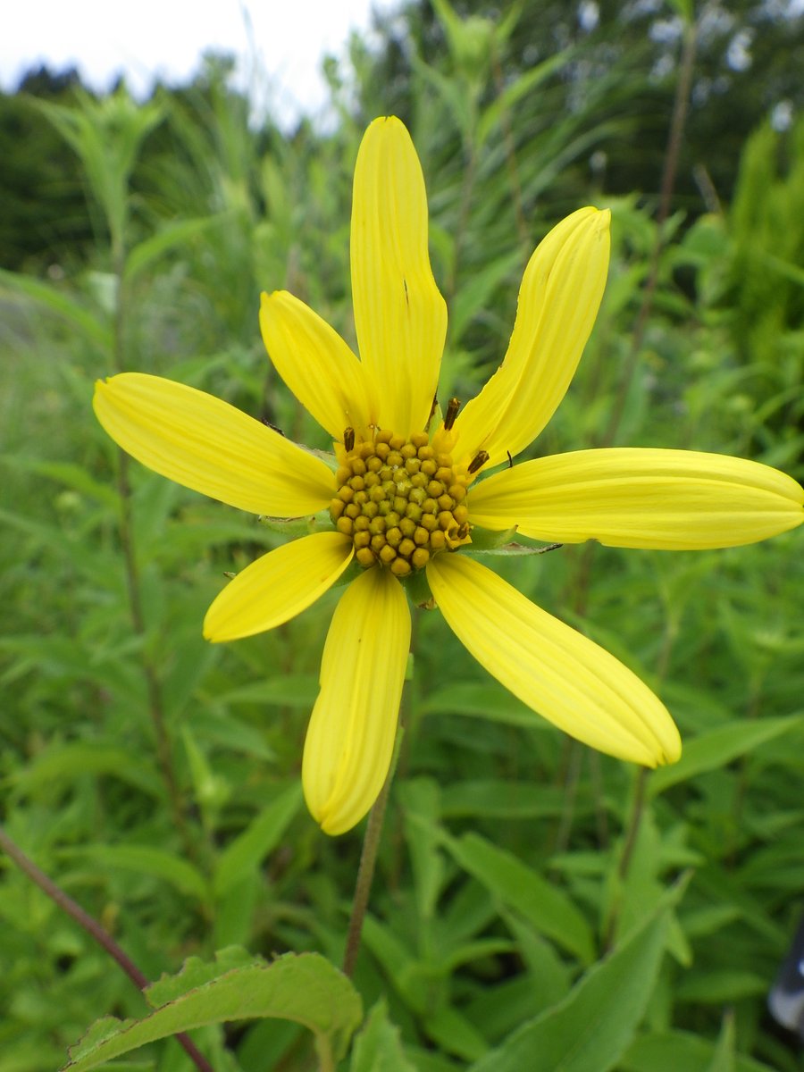 ヘリアンサス Twitter Search Twitter