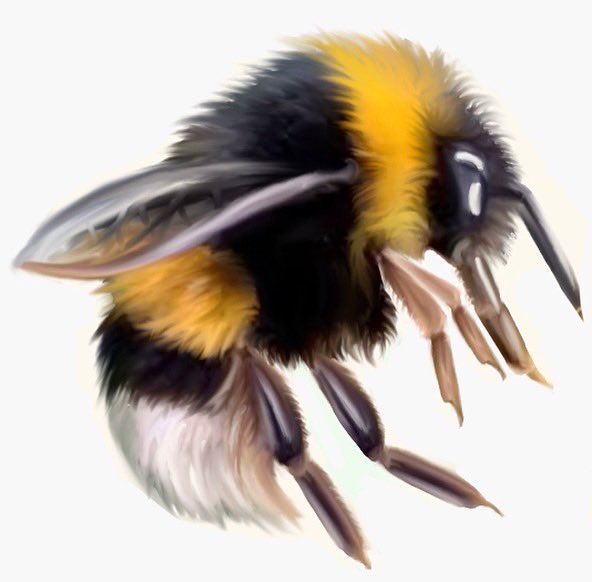 flokdex's tweet photo. Summer is ending, and they are leaving too. Tireless workers, beautiful, harmless... lovely bees. 💚☀️🐝

https://t.co/7yITNkMGu8

#bee #nft #NFTs #NFTCommunity #NFTdrops #nftcollector #NFTProjects #NFTcolletion #nftart #NFTartwork #PolygonNFTs # https://t.co/nL3g3AsTqV