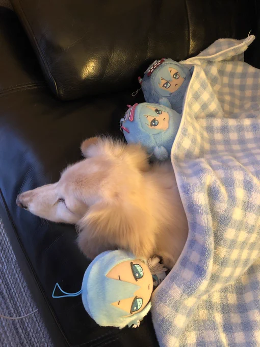 おうちに来ました いのちが 