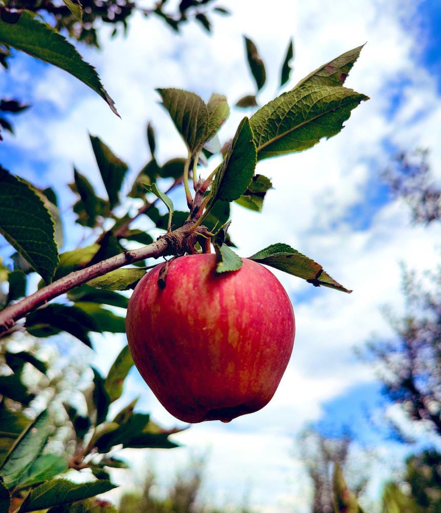 Dawudamin3's tweet photo. Now its season of Apple picking.
#kashmir #shopian
#climacteric #fruit https://t.co/tI1ssao5EK