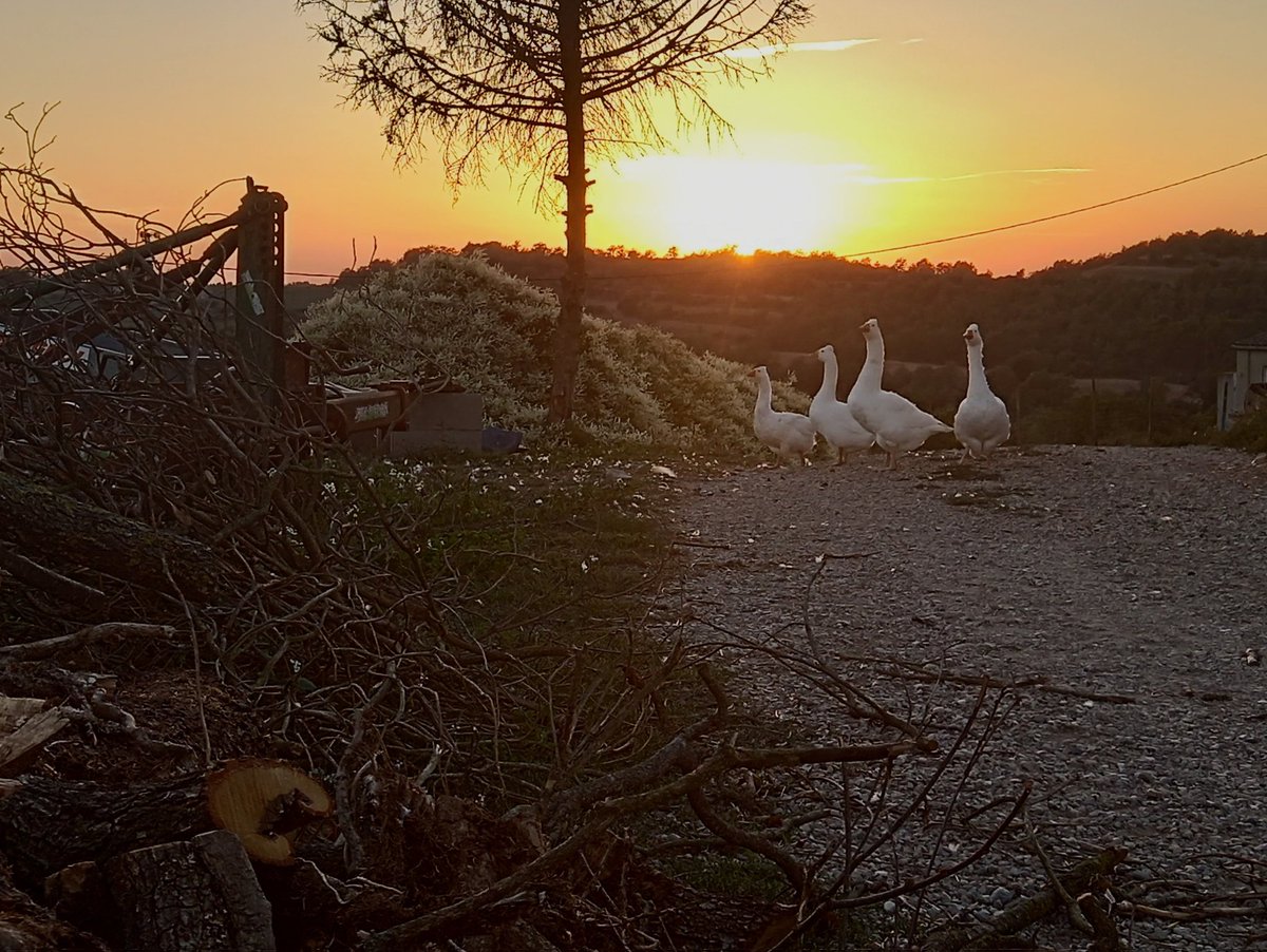 ArnauPrades's tweet photo. Diuen que el nostre món s'apaga, la petita pagesia cada vegada ho té més difícil per sobreviure. Hi ha qui parla de resiliència, jo penso que som la resistència! Endavant! #petitapagesia #productesdecalpalà #pradesdelamolsosa #territoridemasies https://t.co/AZZxaEi9Bp