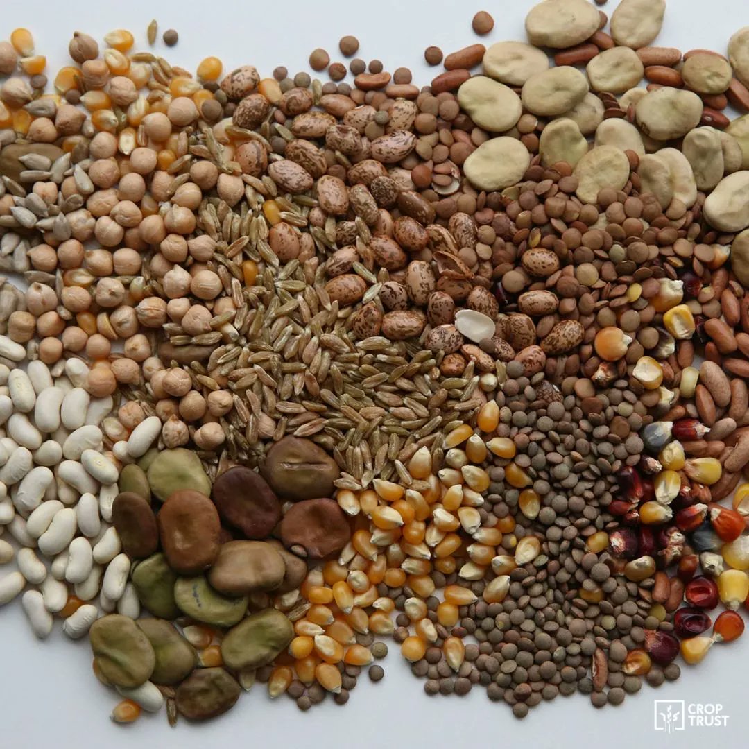 The Crop Trust tweet media