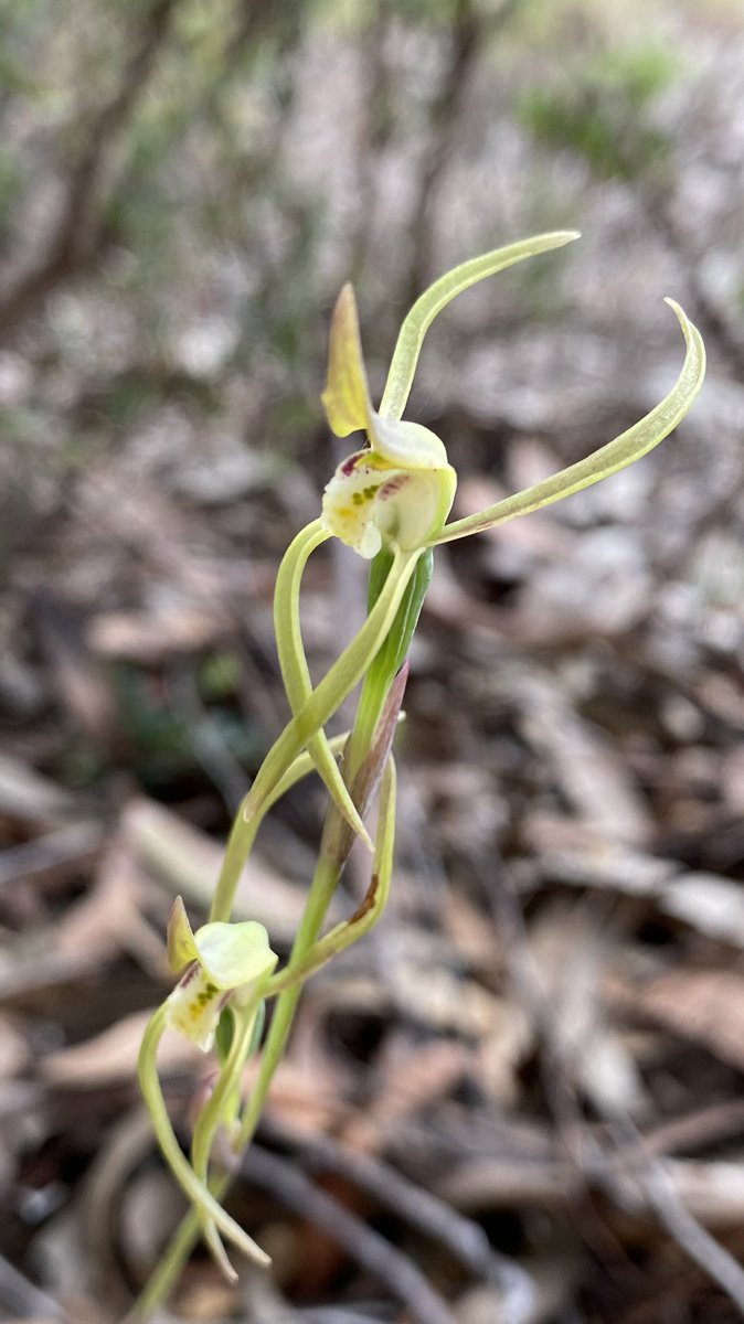 CassandraKBugir's tweet photo. Just a few amazing #orchids in #australia #wildoz #wildflowerhour https://t.co/JwXkttyFjh