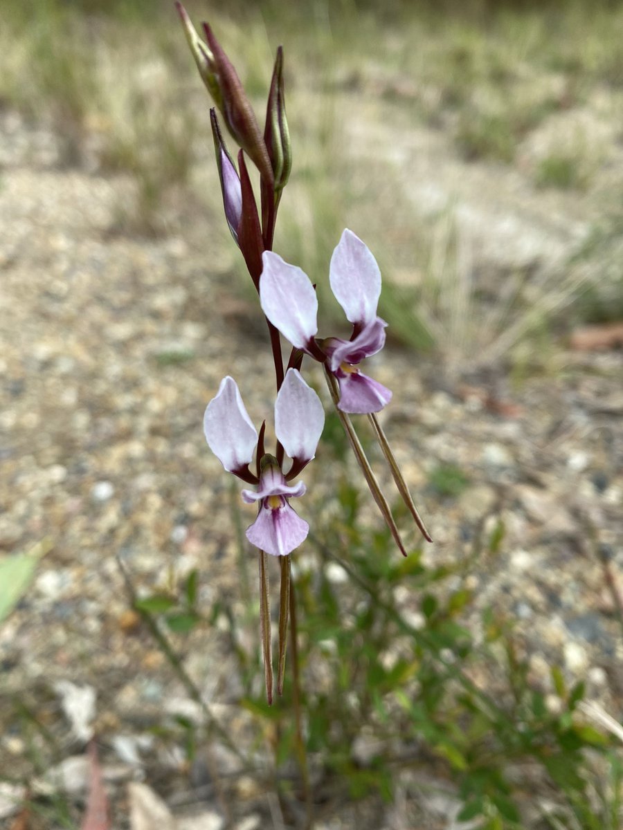 CassandraKBugir's tweet photo. Just a few amazing #orchids in #australia #wildoz #wildflowerhour https://t.co/JwXkttyFjh