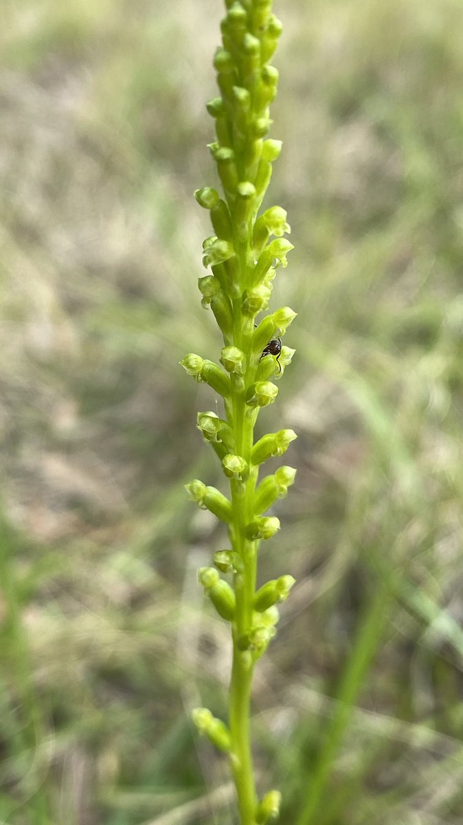 CassandraKBugir's tweet photo. Just a few amazing #orchids in #australia #wildoz #wildflowerhour https://t.co/JwXkttyFjh