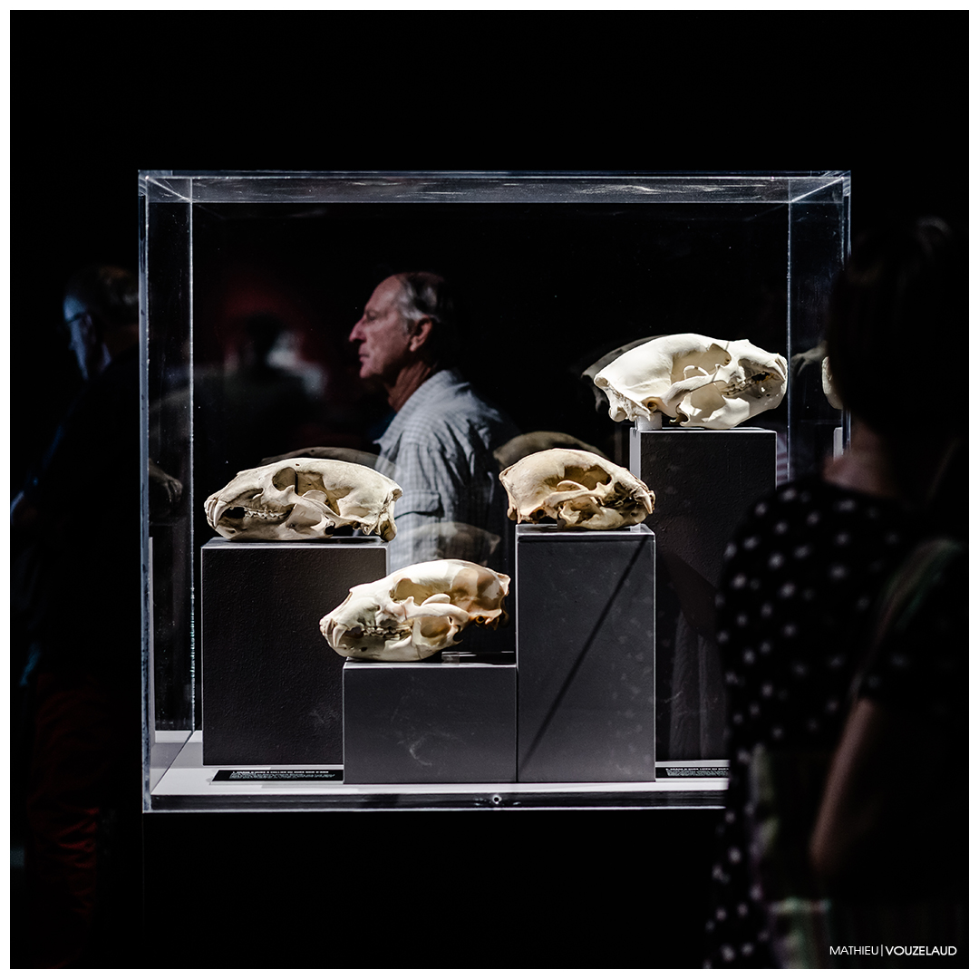 vouzelaud's tweet photo. [ 2022-09-09 ] Inauguration au Muséum d'Histoire Naturelle de La Rochelle de "Ours, Mythes et Réalités". A voir jusqu'au 03 septembre 2023.  #exposition #ours #nounours #museumtoulouse #MuseumLaRochelle ©MathieuVouzelaud https://t.co/MMg35lkvl9