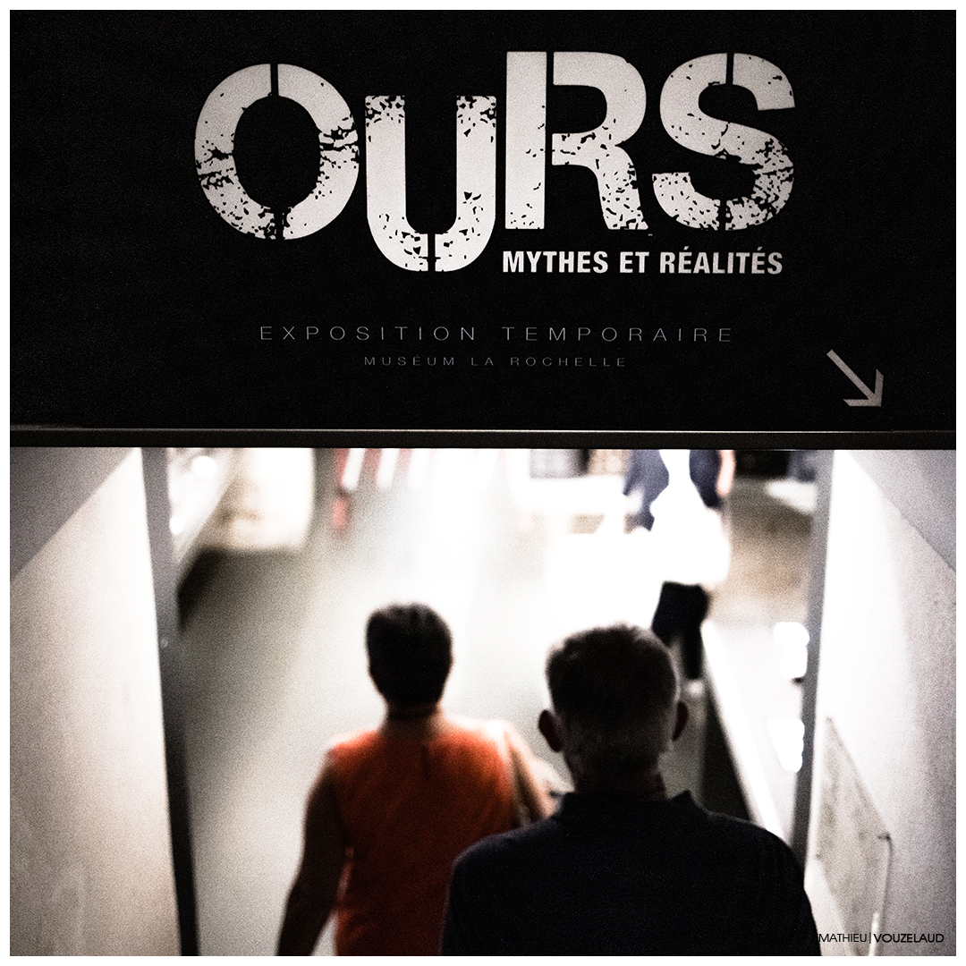 vouzelaud's tweet photo. [ 2022-09-09 ] Inauguration au Muséum d'Histoire Naturelle de La Rochelle de "Ours, Mythes et Réalités". A voir jusqu'au 03 septembre 2023.  #exposition #ours #nounours #museumtoulouse #MuseumLaRochelle ©MathieuVouzelaud https://t.co/MMg35lkvl9