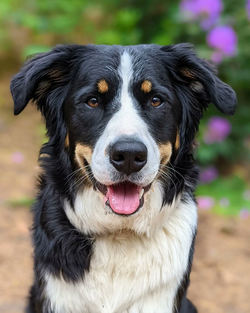 💡𝙎𝙪𝙣𝙙𝙖𝙮 𝙎𝙥𝙤𝙩𝙡𝙞𝙜𝙝𝙩💡
The stunning 𝗣𝗼𝗽𝗽𝘆 🌹
Skills: Sit, High Five, Paw, Down, Come, Heel, Wait &amp; Stay.
Available for Modelling, #Stage &amp; #Screen work ✨
Ideal for #peterpan, #findingneverland, #chittychittybangbang, #twogentlemenofverona &amp; many more!