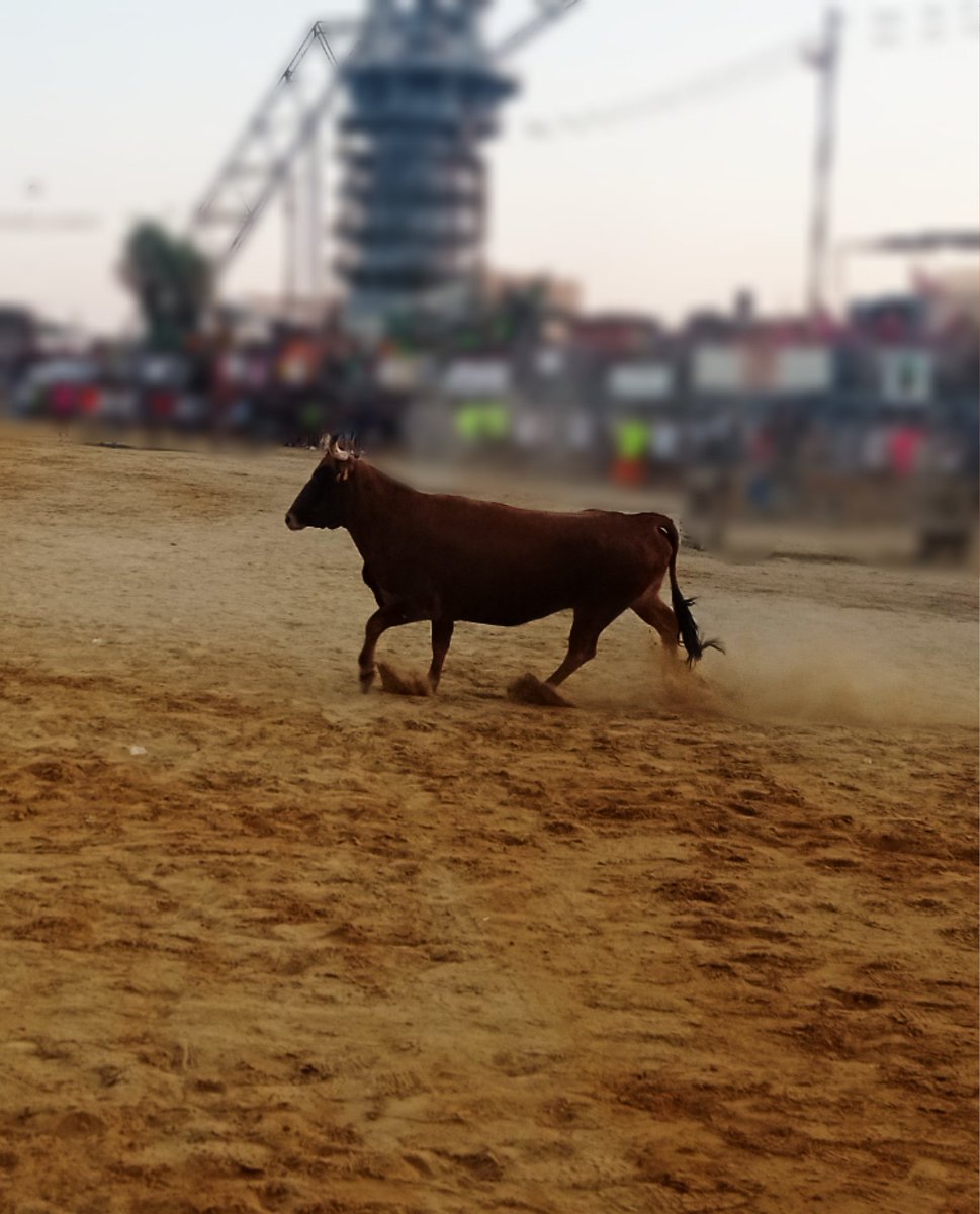 Mayte_fr's tweet photo. Levantando tierra en la "nit de bous i vaques". 🤸🐄🧍 🤸🐂🤕🧑‍🦽 

#37de52 #tierra @mongeleon https://t.co/TCbDWexPZ3