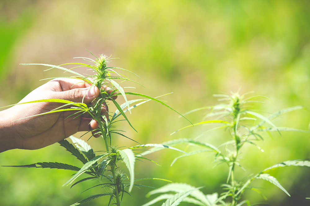 AnyLaw_Research's tweet photo. Nevada’s voters decriminalized adult recreational use of marijuana by voter initiative. Nonetheless it remains illegal under federal law and may be prosecuted,  the question therefore arises whether adult recreational use of marijuana is lawful in Nevada.

https://t.co/LbZ8waIrZY https://t.co/JCWxooWTda