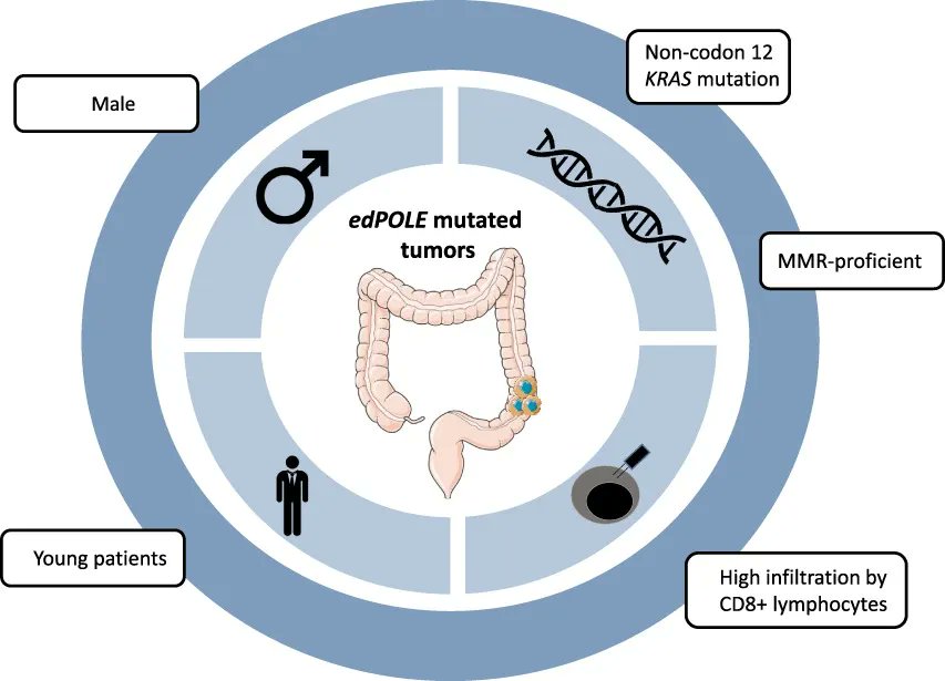 MolOncology's tweet photo. High prevalence of unusual KRAS, NRAS, and BRAF mutations in POLE-hypermutated colorectal cancers
🔗https://t.co/Jofqagy1Z0
🥼@DrJustineCohen @Caldera60373705 @BenjcRousseau @GHUMondor @IMRB_Mondor
#CRCSM #GeneExpressionProfiling #BRAF https://t.co/c3hxaZlpFz