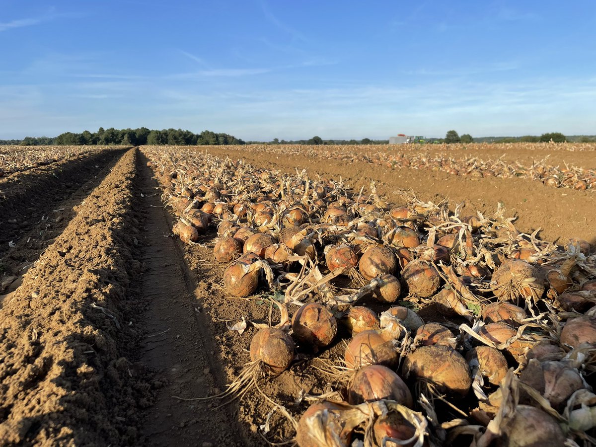 WantisdenHallFa's tweet photo. Another day of onion harvesting in sunny Suffolk. Heading down to Essex for packing later in the year #tesco #hybound @samcollins6250R @rixfarms https://t.co/m3puNuZ6VF