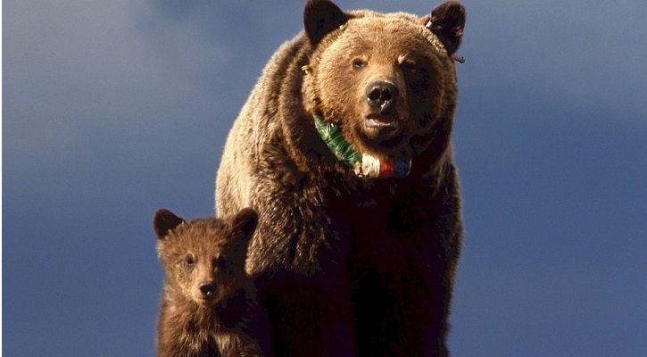 majidhyderi's tweet photo. Wild animals don't do a crime by venturing into Srinagar!
Actually we have infiltrated into their homes.
Hope DC Srinagar @AsadamAijaz Sahib &amp; SSP @SrinagarPolice  Rakesh Balwal Sahib ensure traumatized mother bear-cub are released in safe habitat.
@hangulnaqash 
#MJH
#Kashmir https://t.co/ATO11rnvFo