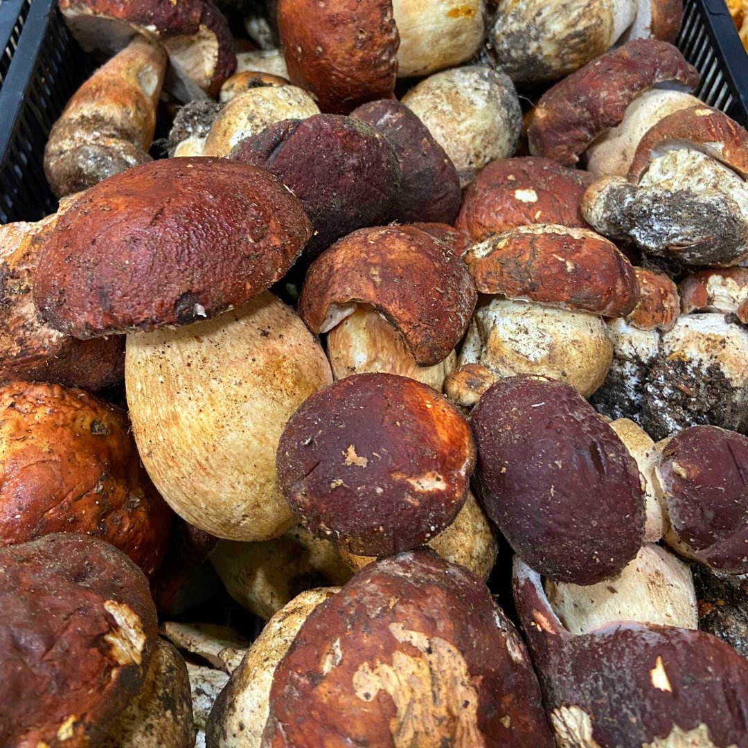 boletsdemenorca's tweet photo. 🍄BOLETS DE TEMPORADA🍄

📝El CEP (boletus edulis) es una seta que destaca por su intenso aroma y su particular textura. Una de las setas más destacadas por los mejores chefs.

📱Mándanos un whatsapp al 689 789 530 y apúntate a la lista para conocer la disponibilidad semanal https://t.co/9ZvZhF0sK5