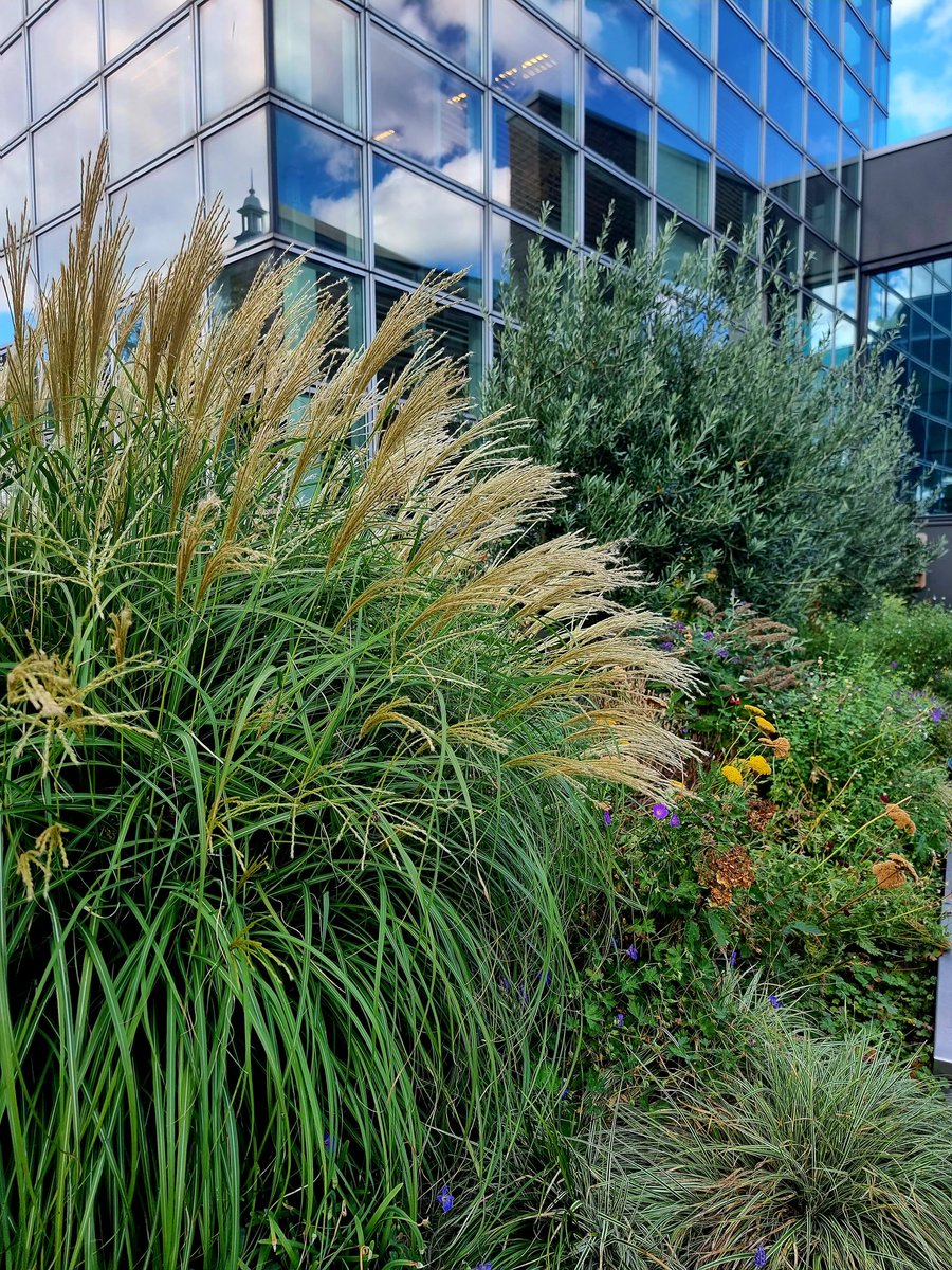 silvalandscapes's tweet photo. Near @stedelijkmuseum we have the @vangoghmuseum and the front garden is really well planted with grasses, salvias and olive trees
#gardendesign #landscapedesign #gardendesigner #landscapedesigner #landscapearquitect #plantingdesign #paisagismo #jardin #gartendesign https://t.co/XWTAOW0VuE