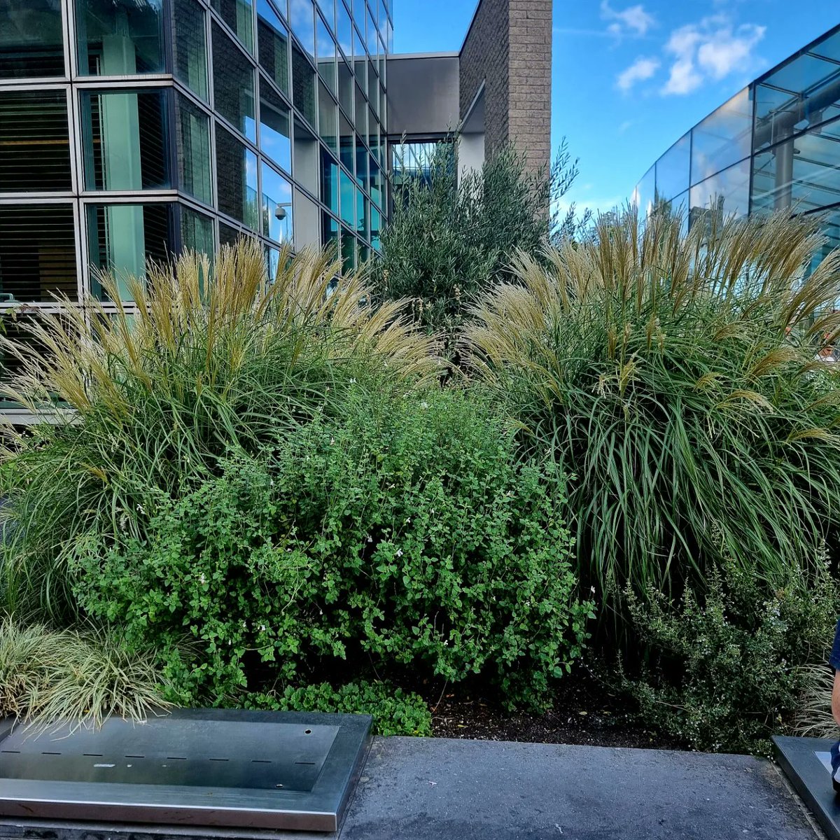 silvalandscapes's tweet photo. Near @stedelijkmuseum we have the @vangoghmuseum and the front garden is really well planted with grasses, salvias and olive trees
#gardendesign #landscapedesign #gardendesigner #landscapedesigner #landscapearquitect #plantingdesign #paisagismo #jardin #gartendesign https://t.co/XWTAOW0VuE