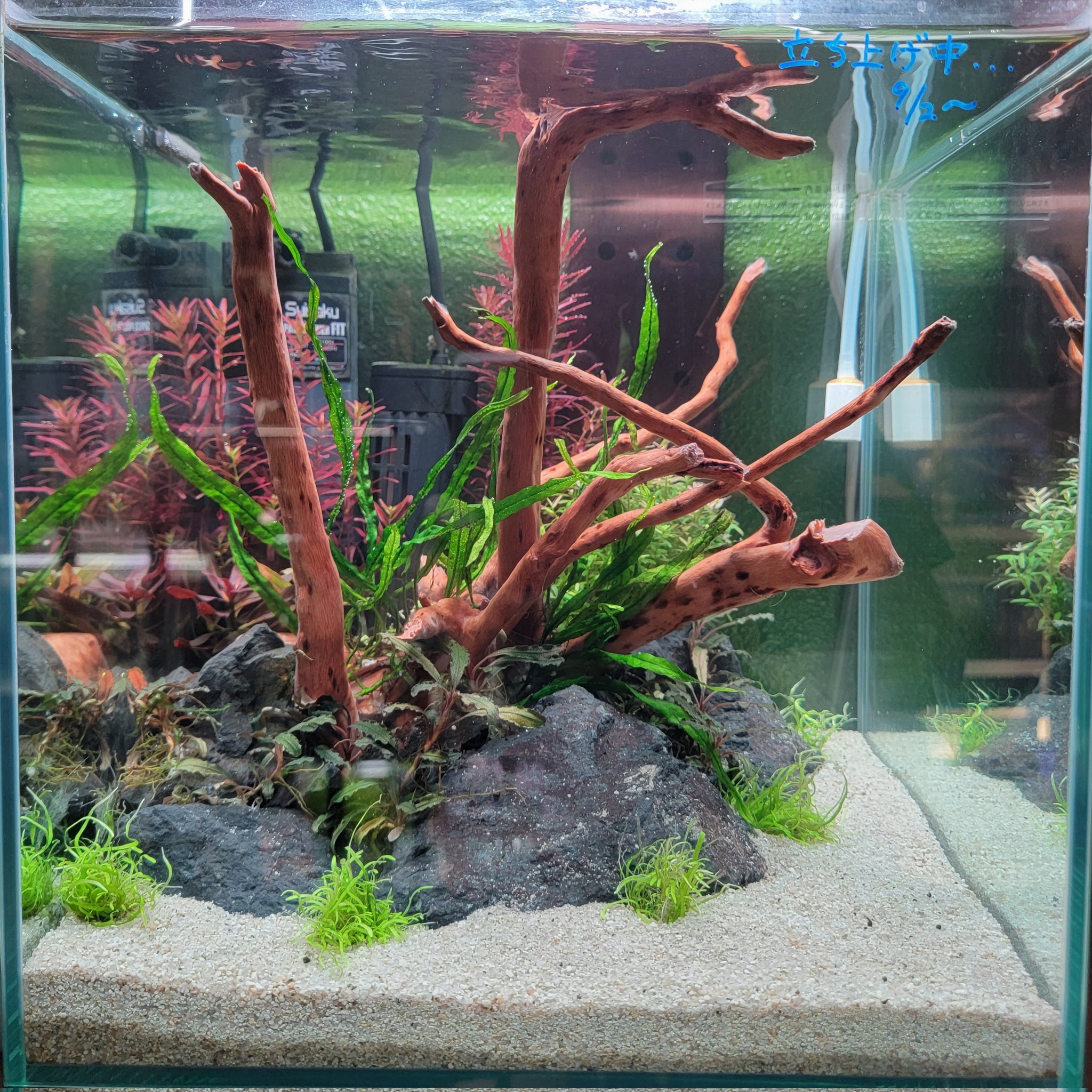 Aquarium Pro Shop アワジヤ Aquaawajiya Twitter
