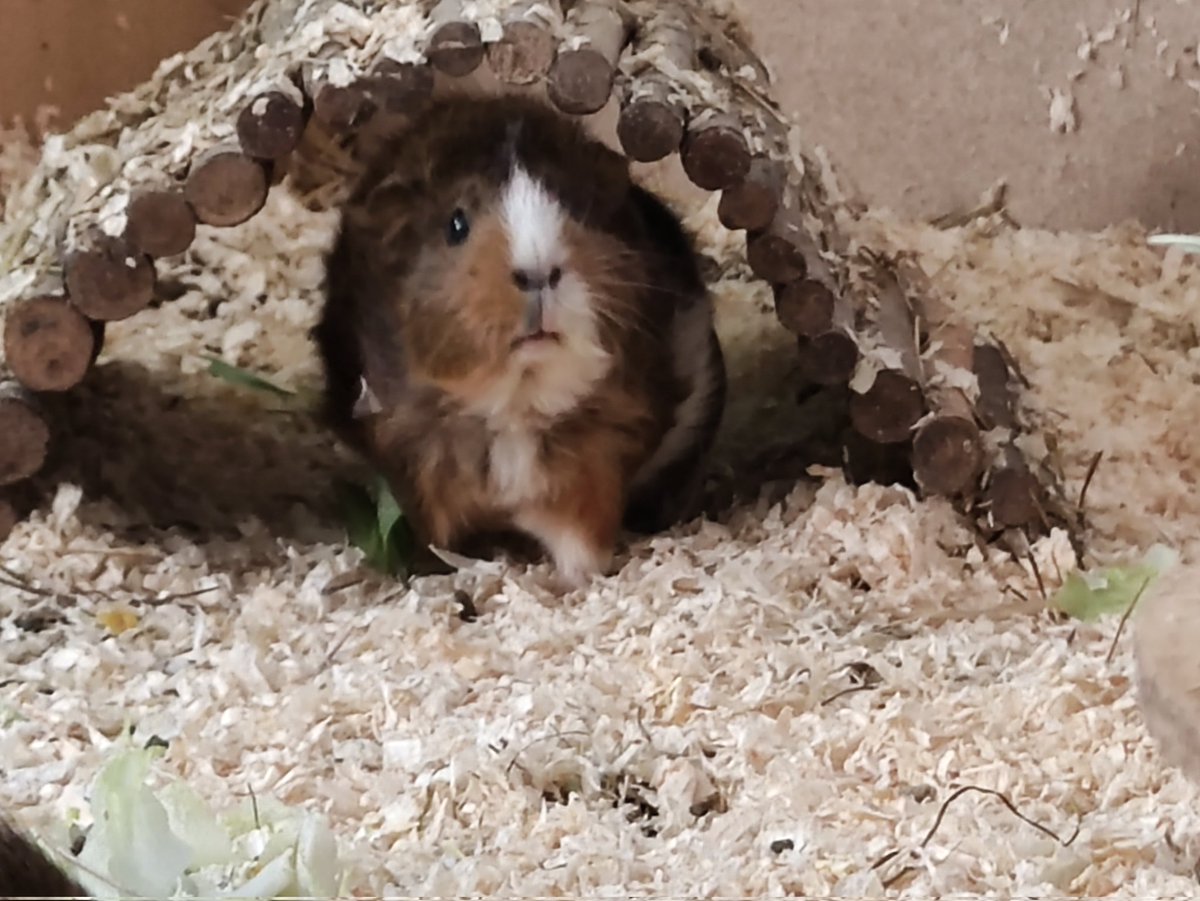 Welcome in your New Home Tara🖤
#fangfotografie #guineapig #meerschweinchen #AdoptDontShop #newguineapig
