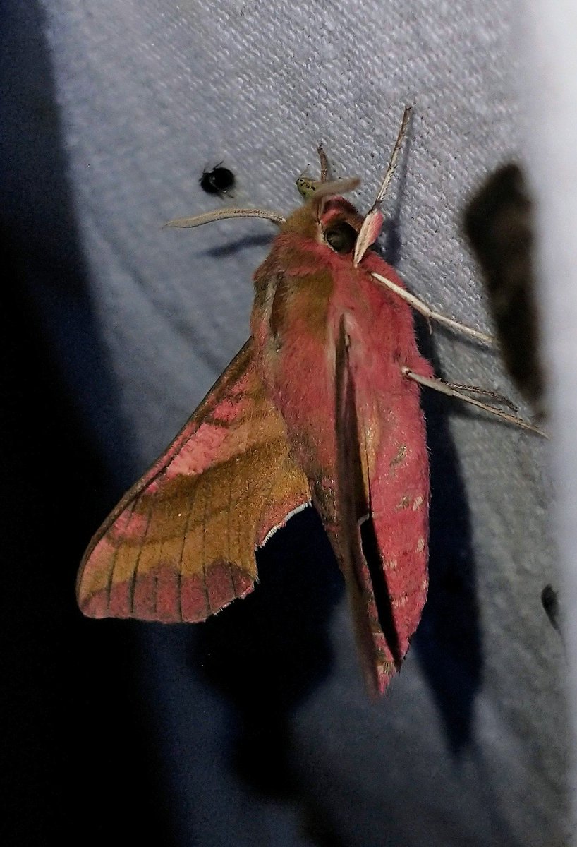 Vlinderspotter's tweet photo. Klein avondrood ~ Tjechië, 08-2022

Zie voor veel meer nachtvlinders:
https://t.co/IJSZMcmDS5

#nachtvlinders #vlinders #butterflies #lepidoptera https://t.co/Tj9wD39OKn