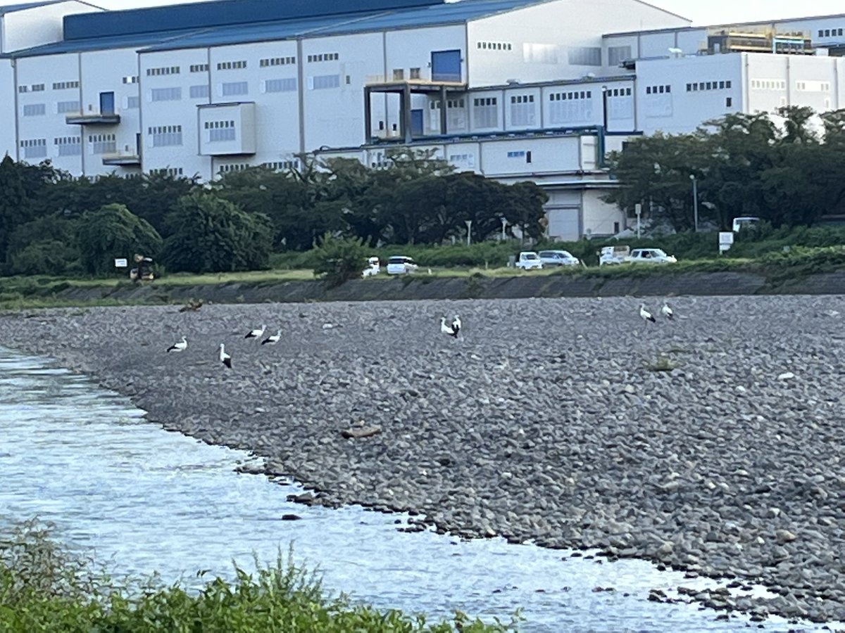 KARABURI5's tweet photo. 滋賀県にコウノトリがいるなんて
驚きです🫢 https://t.co/e1QiiPYETt