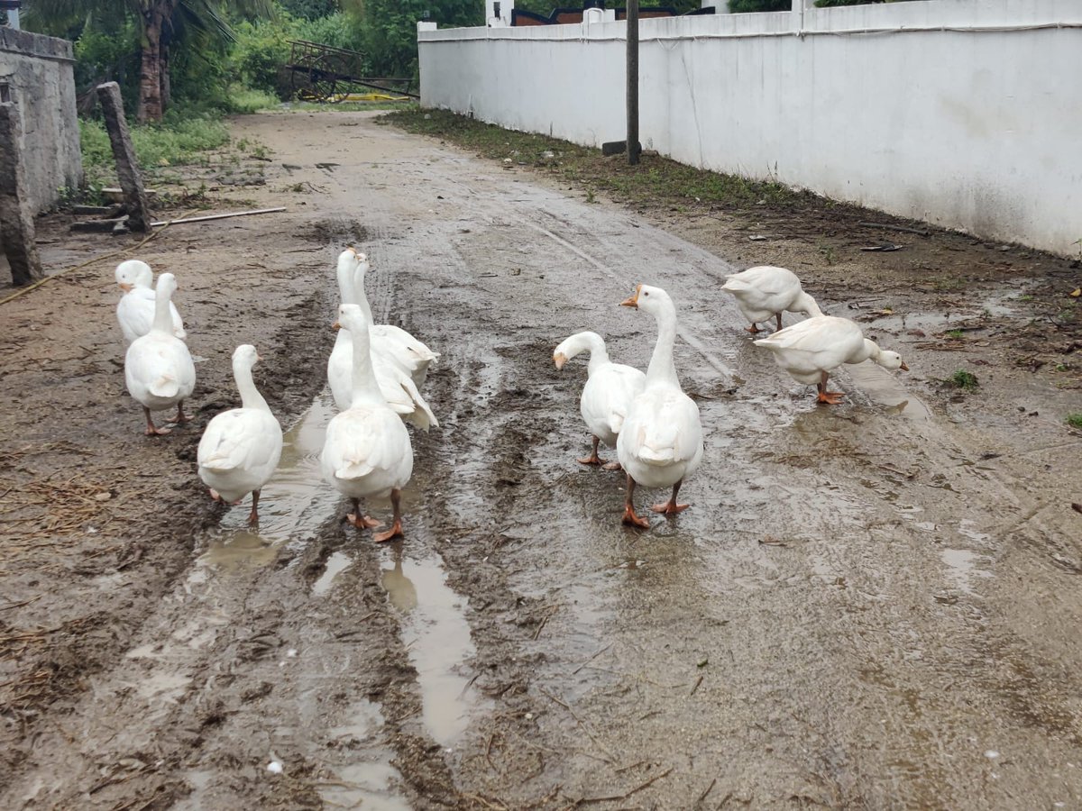 KeerthiVardhan2's tweet photo. They are beautiful, they are fun too #farm #matoorfarms #ducksarefun https://t.co/W1lLAqgRJb