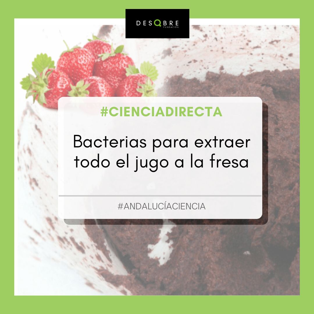 iDescubre_'s tweet image. #CienciaDirecta 🍓🦠 Bacterias para extraer todo el jugo a la fresa
👉 ow.ly/So7c50KGxh7
#AndalucíaCiencia @UniversidadAnd @FECYT_Ciencia @institutograsa