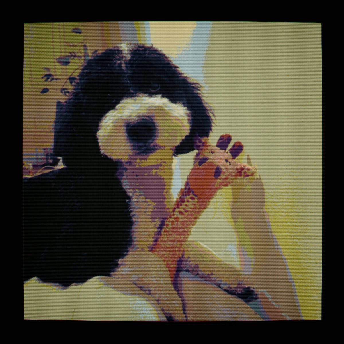 Chevy “look at my dog” Ray tweet media