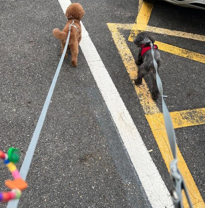 iubogor's tweet photo. ini key ajak anjingnya jalan-jalan dililit ke leher??😭 https://t.co/hyaPzp1wQP