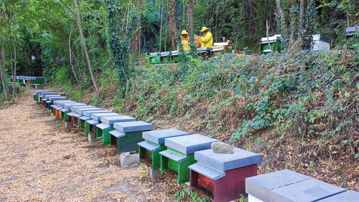 Api_Santamaria's tweet photo. Visita il nostro sito Web➡️ https://t.co/h7CmSI4ruF
.
.
.
#apicoltura #apicolturaitaliana #beekeeping #api #bees #savethebees #apiary #miele #beehive #natura #nature #mountain #nature_perfection #naturelover #natureshots #naturephoto #paesaggio #campania https://t.co/QC7cSn7hIo