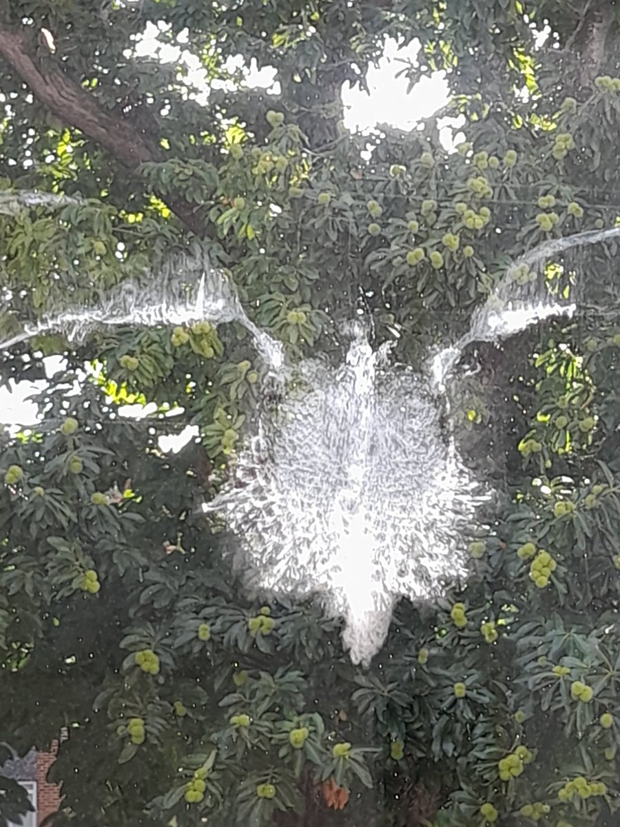 #puzzlePhoto. Well what is this? Sadly the impression of a pigeon strike on a window. Pigeons often fail to see the glass. No doubtlooking for a nice safe cave to roost in.