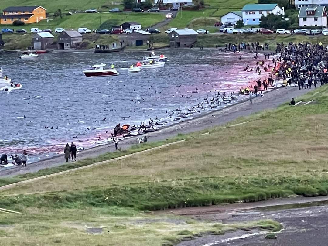 FleurFleurshack's tweet photo. A year ago, the heartless slaughter of 1,428 precious White Sided dolphins in the Faroe Islands. This was not 'traditional', more recreational as modern speed boats ran over the dolphins . Let us not forget. https://t.co/zQc82ACUl2