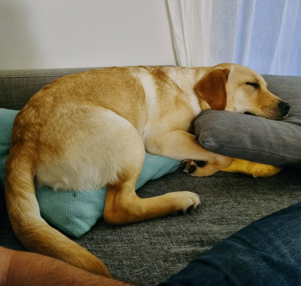 Excited about #TAPRA22 kicking off, some late nights ahead due to AEST differences! Worth it ❤️ Thanks to the amazing organisers on the thoughtful approach to hybrid attendance! 
(Here is my English Lab, Momo, helping me feel connected to my UK conference colleagues!)