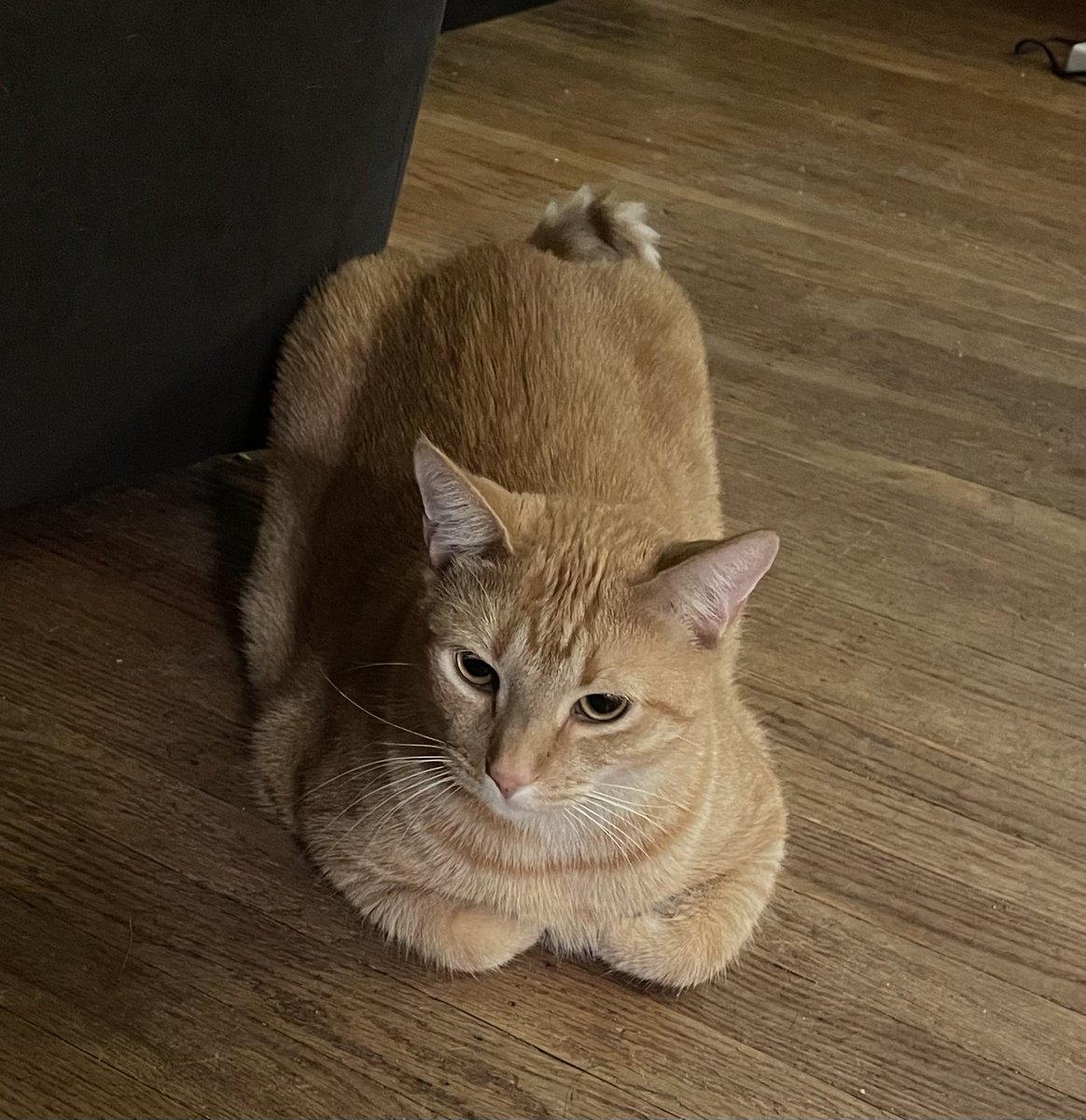 artistablue007's tweet image. #Breadloaf to start the week 💙🐾