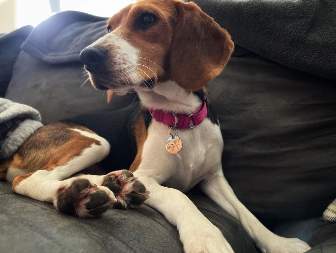 _beagle_Dog's tweet photo. All like is the dog
#dog
#beagle
#beagles https://t.co/aJRmAolXTe