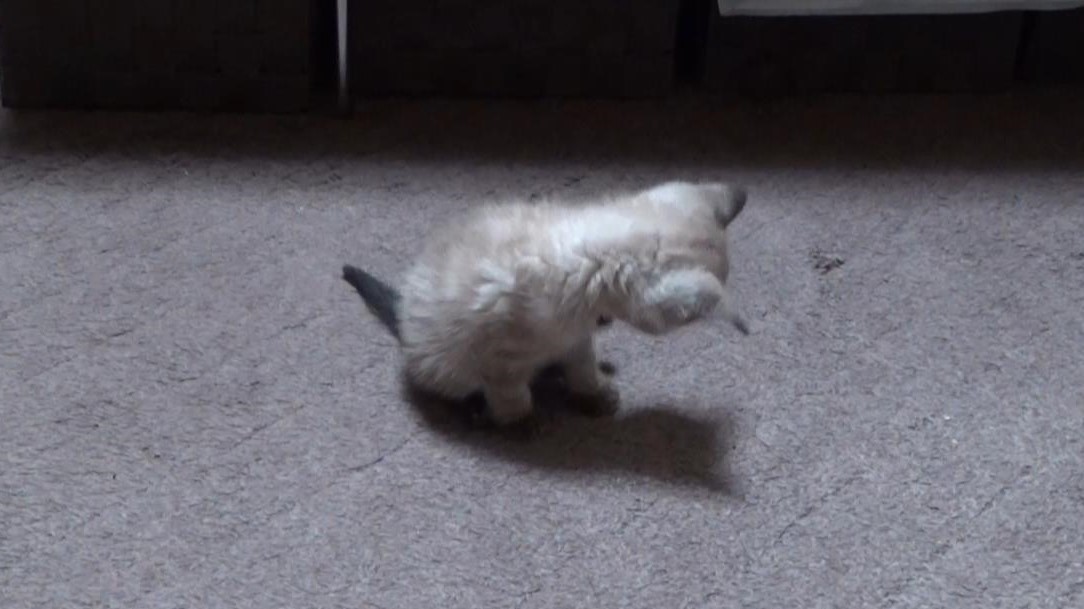 猫　毛づくろい おっぴろげ』で毛づくろいする猫がかわいい！ - YouTube