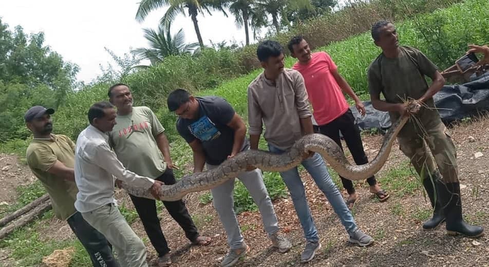 Watch: Forest department driver rescues 15 feet long Python in Adpokar village of Kodinar