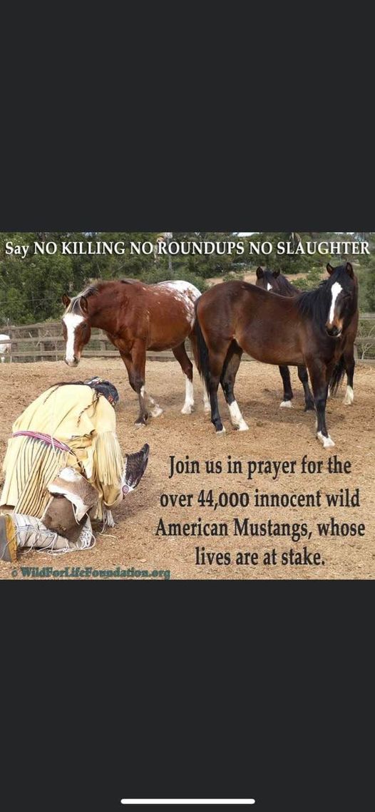 ChitkwesuManetu's tweet photo. World Indigenous News (WIN) shared https://t.co/sHHG4wuZag