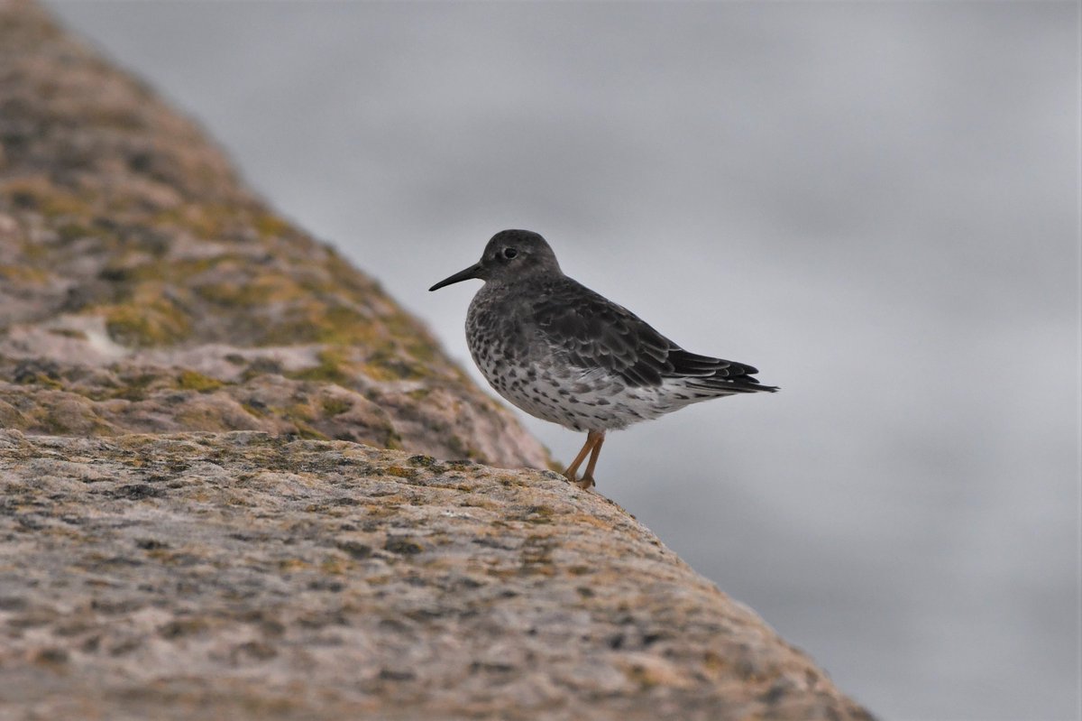 The only other bird on the #BerwickPier was this #PurpleSandpiper, nice to see. Still lots of Sandwich Terns out over the water.