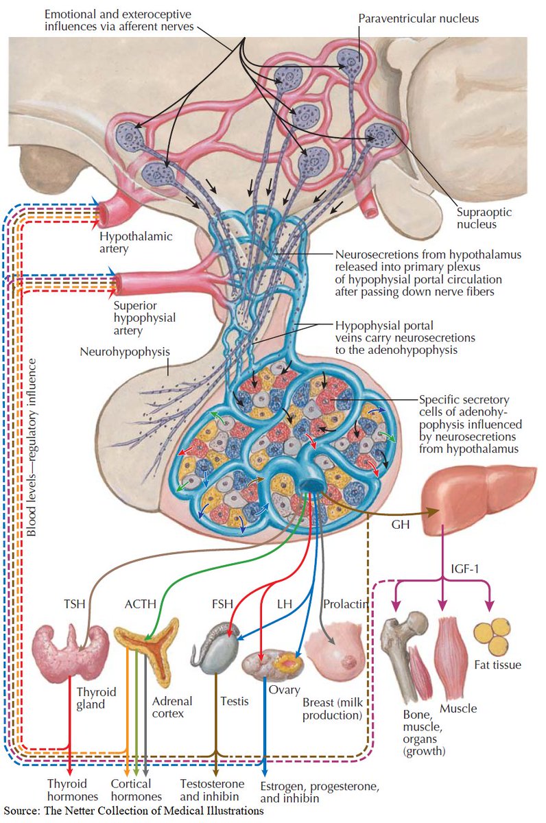 ManualOMedicine's tweet photo. Anterior Pituitary Hormones and Feedback Control

#medtwitter #foamed #meded #endocrinology https://t.co/TR0lFAc0T9