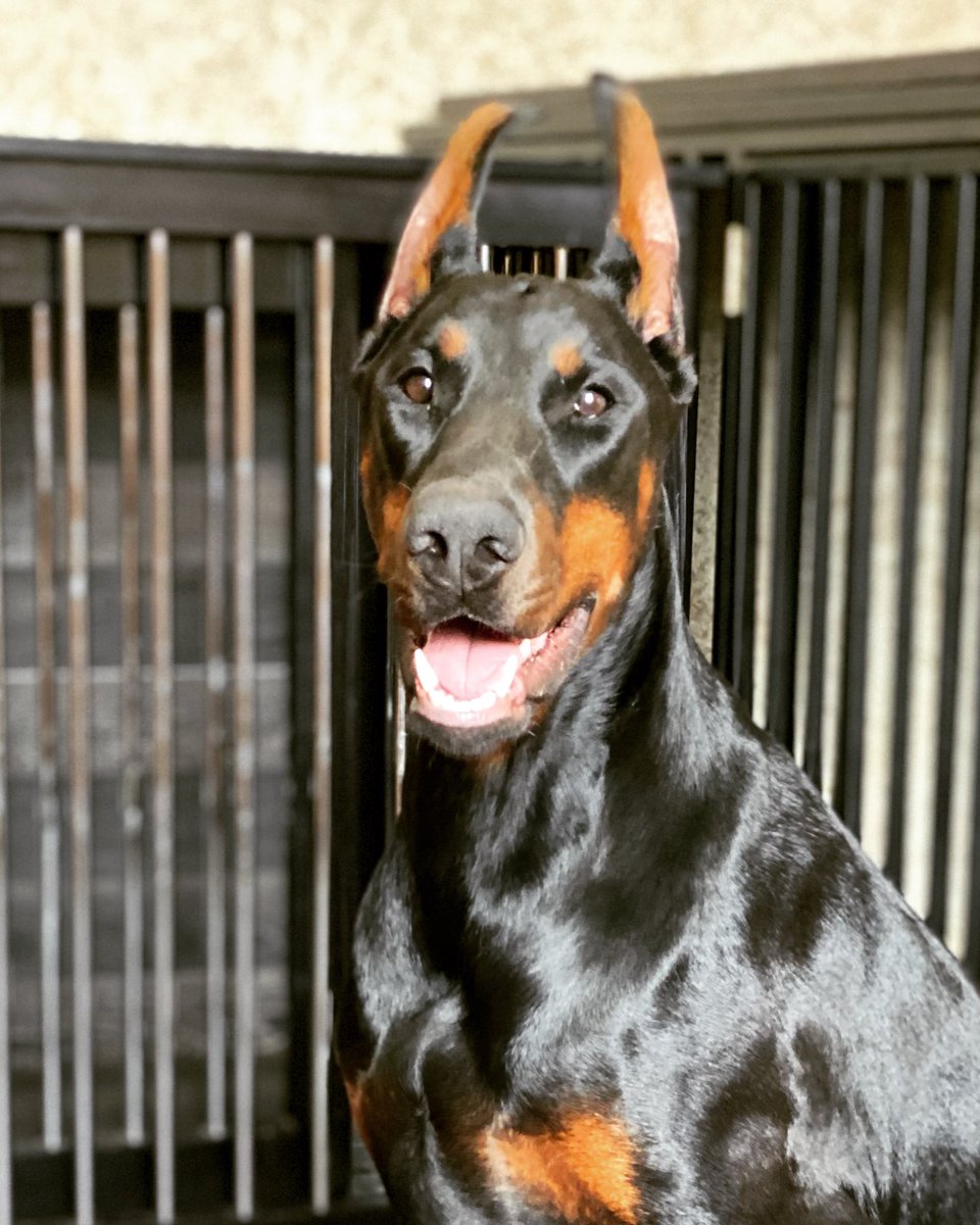 berry_doberman's tweet photo. 𝙱𝚎𝚛𝚛𝚢 𝙰𝚟𝚊𝚕𝚊𝚗𝚌𝚑𝚎 𝚘𝚏 𝙷𝚎𝚊𝚛𝚝𝚜🖤
(1 𝚢𝚎𝚊𝚛 𝚘𝚕𝚍)

✅Our favorite🔥

to be continued … https://t.co/DdvH2fk6WD