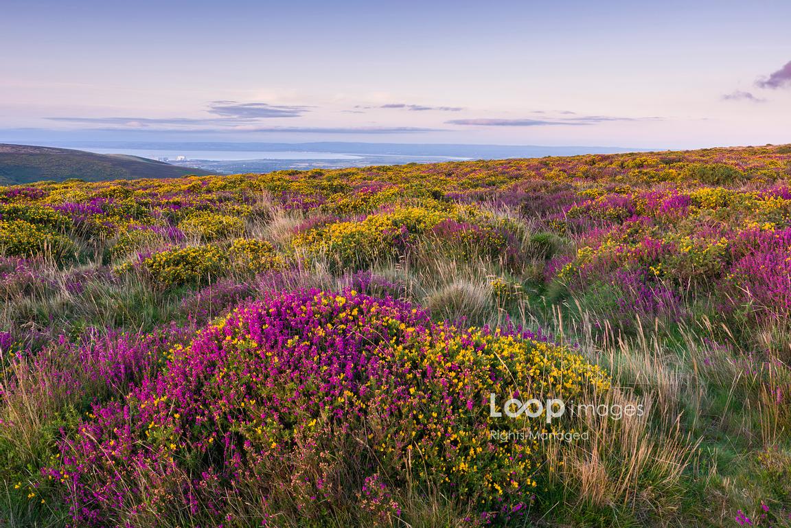 LoopImages (@loopimages) on Twitter photo Heather and Gorse on Thorncombe Hill in late summer in the Quantock Hills <a href="/CraigJoinerPics/">Craig Joiner</a> #quantocks #heather #colourful #palette #landscape #somerset #gorse #wildflowers #heath #countryside #bloom #thorncombe #SOUTHWEST Heather and Gorse on Thorncombe Hill in late summer in the Quantock Hills <a href="/CraigJoinerPics/">Craig Joiner</a> #quantocks #heather #colourful #palette #landscape #somerset #gorse #wildflowers #heath #countryside #bloom #thorncombe #SOUTHWEST