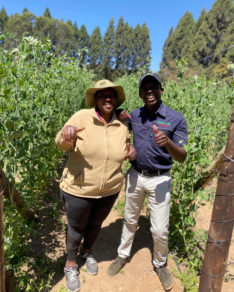 Fran_Mapindani's tweet photo. Export peas and Chillies🌶 are in my heart. We are really blessed in Zimbabwe when it comes to quality export crop production. Mrs Njanike produced a really amazing 🌱Peas Sugarlord crop that I’m really proud of. Much gratitude to @FarMerkiwa who I co-managed this crop with🙏🏿. https://t.co/ix3v4S5fDR