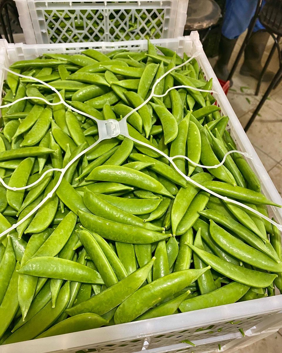 Francis B. Mapindani on Twitter "Export peas and Chillies🌶 are in my heart. We are really