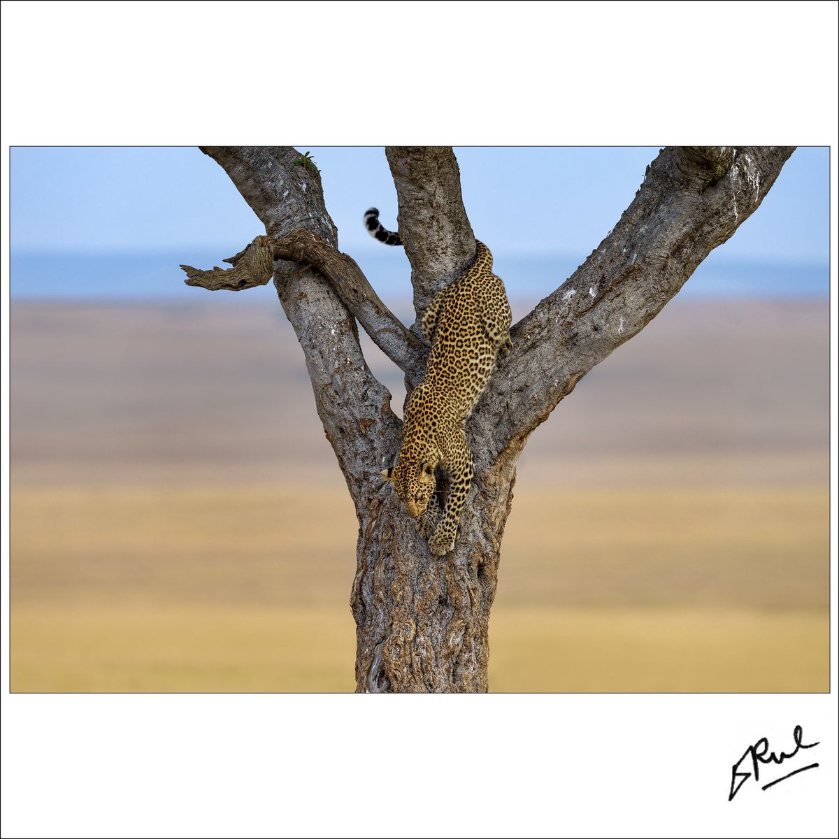 MotleyFuru's tweet photo. RT @pauldheeraj: Swift move, Masai Mara, Kenya. @dheerajpaul_india 
. 
. 
. 
Captured on Alpha One with FE 400mm f:2.8 Gmaster #sonyalphain #sonyalpha #createwithsony
.
.
.
#dpaulfotografie #dpfoto #natgeoyourshot #indianphototours  #yourshotphotographer… https://t.co/PN86Uh80Is