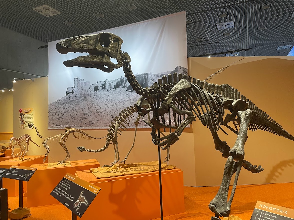 先日化石ハンター展に行ってきました。
元祖、そして現代の化石ハンターたちの物語!
恐竜に哺乳類に、標本のバラエティもおおく見ごたえがありました!ちべたんー!
#化石ハンター展 