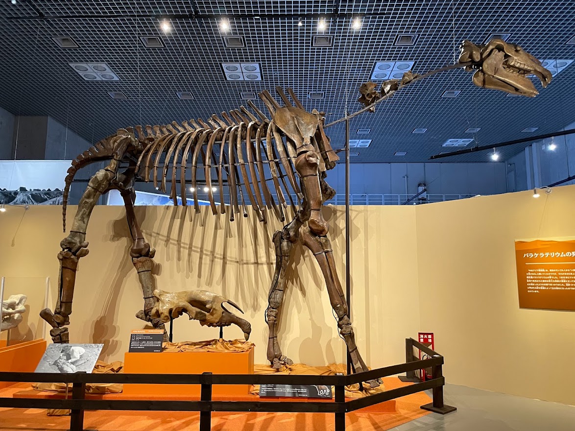 先日化石ハンター展に行ってきました。
元祖、そして現代の化石ハンターたちの物語!
恐竜に哺乳類に、標本のバラエティもおおく見ごたえがありました!ちべたんー!
#化石ハンター展 