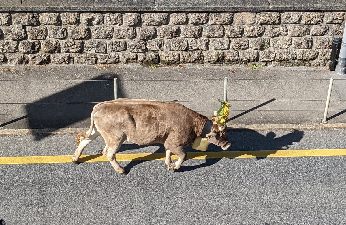 cbed32's tweet photo. The Swiss holy cows are now being taken down from the mountainside, ending the alpine grazing season

access:cows=yes

#Switzerland #kuhe https://t.co/khUlaGFWwE