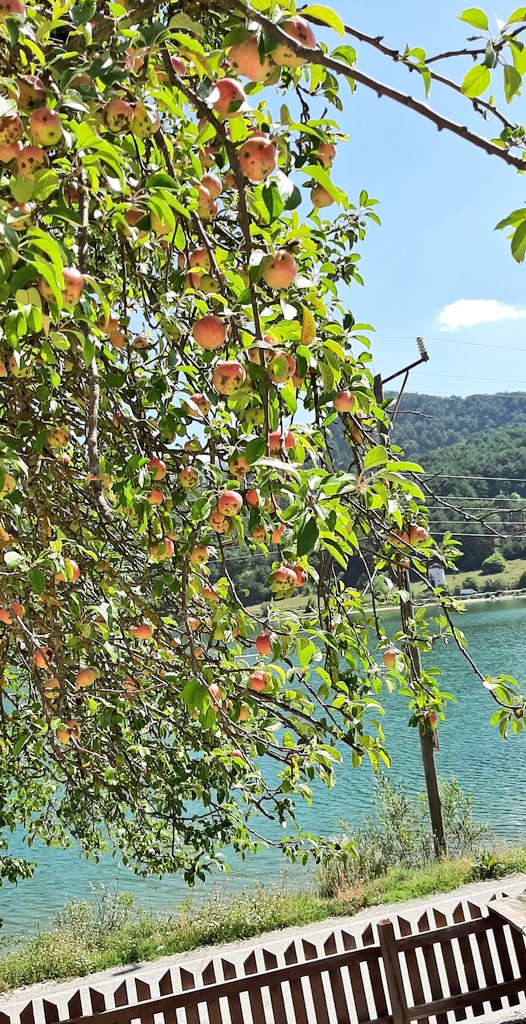 Bolu köylerinden bildiriyorum 2️⃣
Memlekette kıtlık olacaksa !
Çiftçi kıtlığı yüzünden çıkacak. 

Köylerde yaş ortalaması 55-60 ve üstü! Aşı yüzünden çok ölen var. Maşallah tüm ağaçlar kendini üzüm sanıyor ama  meyveler toplanamıyor.Yazık, yerlerde dökülüp çürüyor. 

++