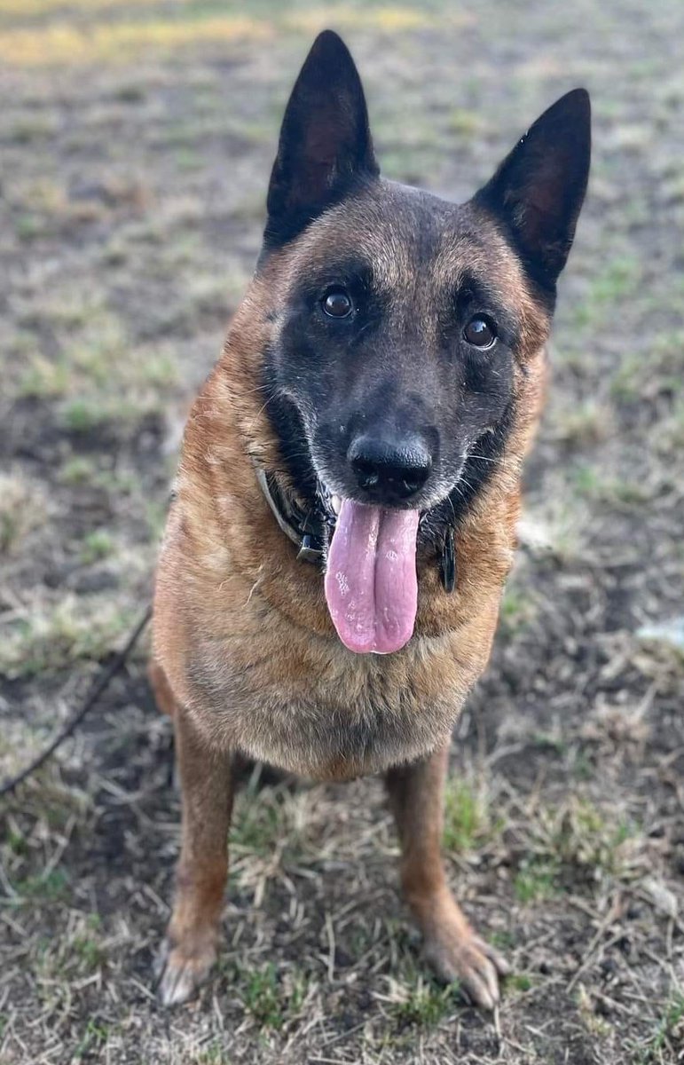 Heropawsuk's tweet photo. Veteran MWD Amigo is looking for someone extra special to help him on his journey 🐾🇬🇧🐕‍🦺
Please get in touch at hprehoming@outlook.com for more info 📧 
#Heropaws #Veteran #MWD #Retired #dogs #DogsOnTwitter https://t.co/8tQ12zxcbx